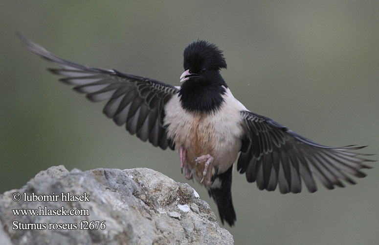 Sturnus roseus Pastor Rose-coloured Starling Rosenstar