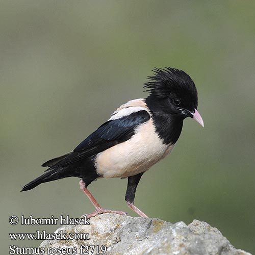 Pastor roseus Rose-coloured Starling Rosenstar Etourneau roselin