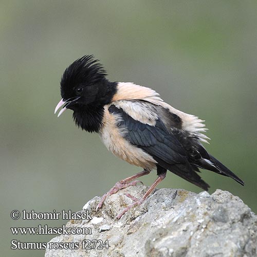 Pastor roseus Rose-coloured Starling Rosenstar