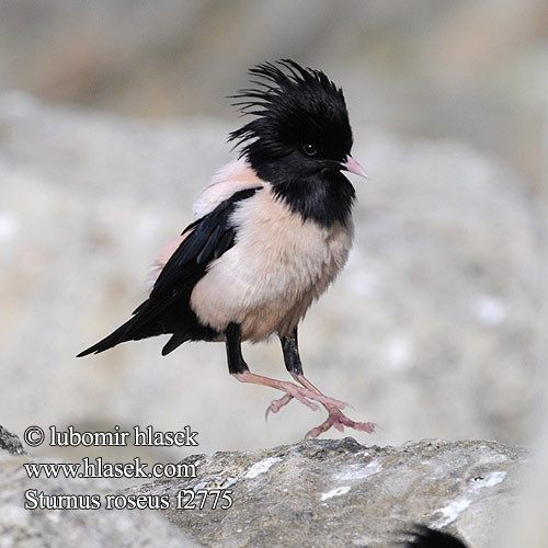 Pastor roseus 粉紅椋鳥 Розовый скворец