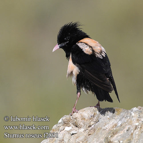 Rose-coloured Starling Estornino Rosado Špaček růžový