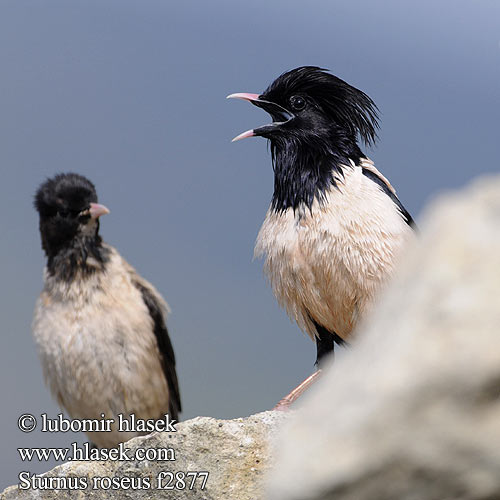 Rose-coloured Starling Rosenstar Etourneau roselin