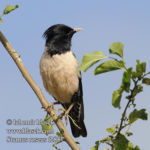 Sturnus roseus f2887