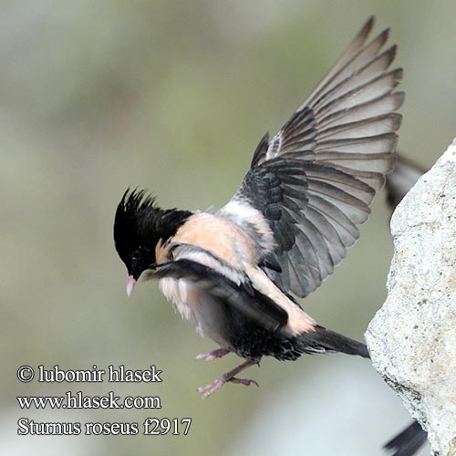 Rosenstar 粉紅椋鳥 Розовый скворец