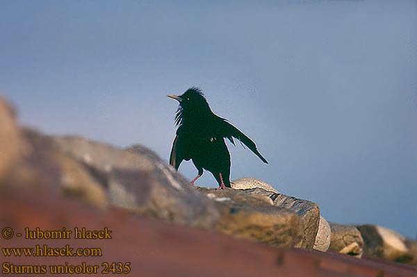 Sturnus unicolor Spotless Starling Einfarbstar Etourneau unicolore Estornino Negro špaček jednobarvý Ensfarvet Star Zwarte Spreeuw Storno nero Mustakottarainen Svartstare Middelhavsstar Estorninho-preto