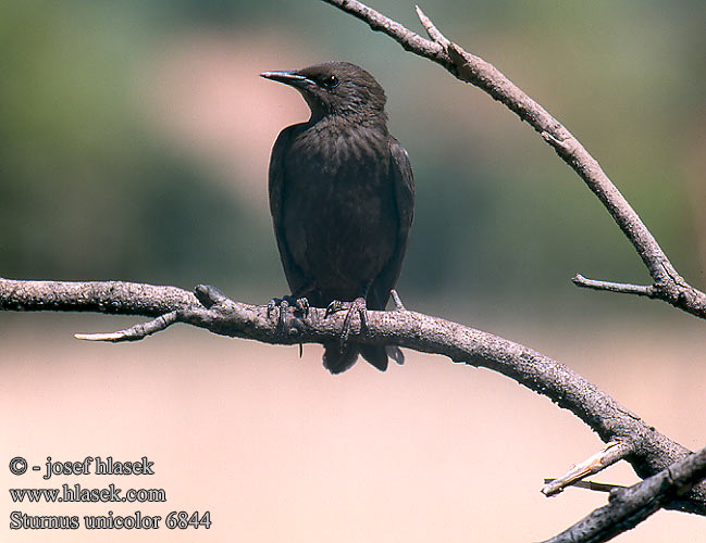 Sturnus unicolor 6844