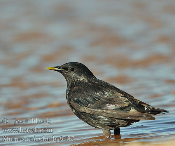 Sturnus unicolor bg9437