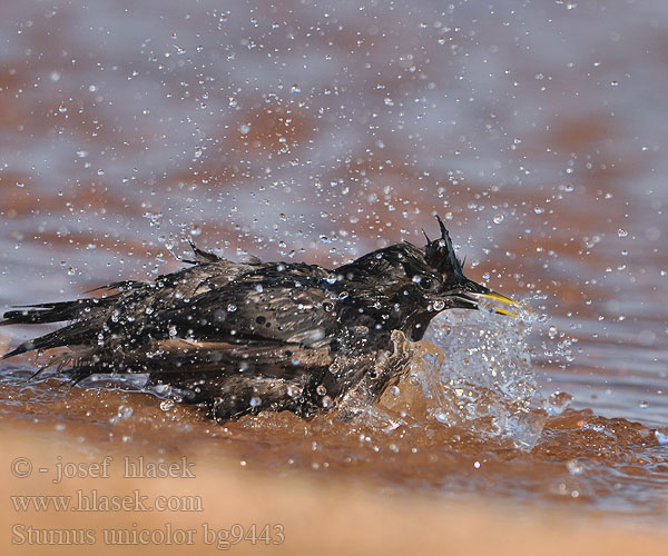 Sturnus unicolor bg9443