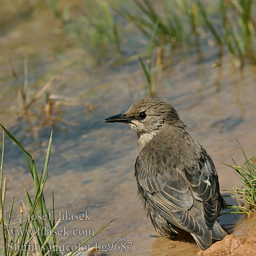 Sturnus unicolor bg9687