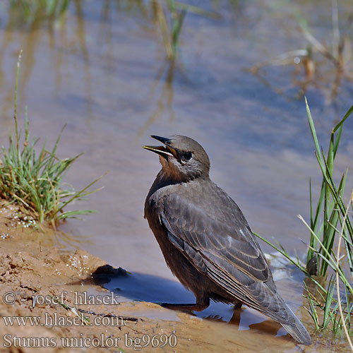 Sturnus unicolor bg9690