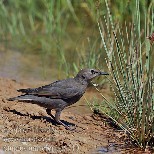 Sturnus unicolor bg9710