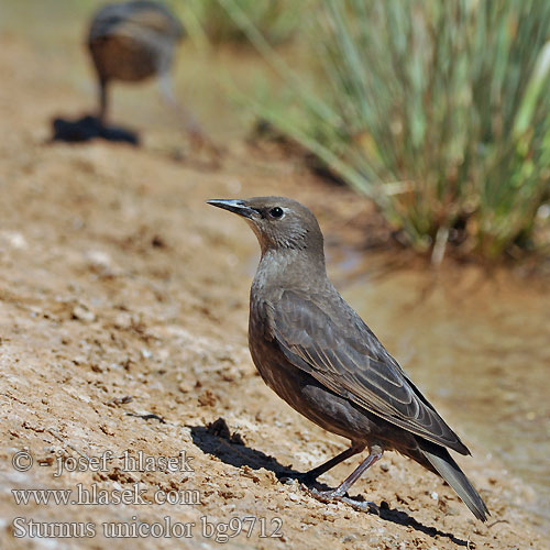 Szpak jednobarwny Sturnell Iswed זרז-יר שחור Estornell negre Черный скворец одноцветный Sturnus unicolor Spotless Starling Einfarbstar Etourneau unicolore Estornino Negro Špaček jednobarvý černý Ensfarvet Stær Zwarte Spreeuw Mustakottarainen Storno nero Middelhavsstær Svartstare Μαυροψάρονο Estorninho-preto ムジホシムクドリ Škorec jednofarebný Kara Sığırcık Črni škorec