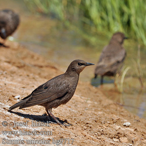 Sturnus unicolor bg9717