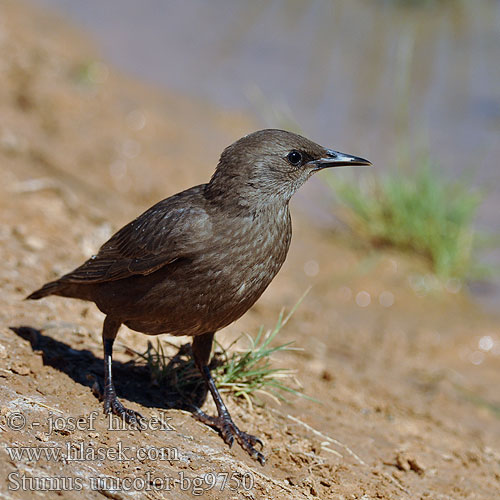 Sturnus unicolor bg9750