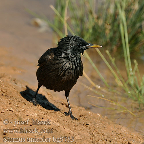 Sturnus unicolor bg9753