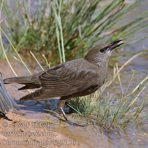 Sturnus unicolor bg9756