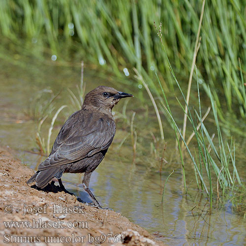 Sturnus unicolor bg9764