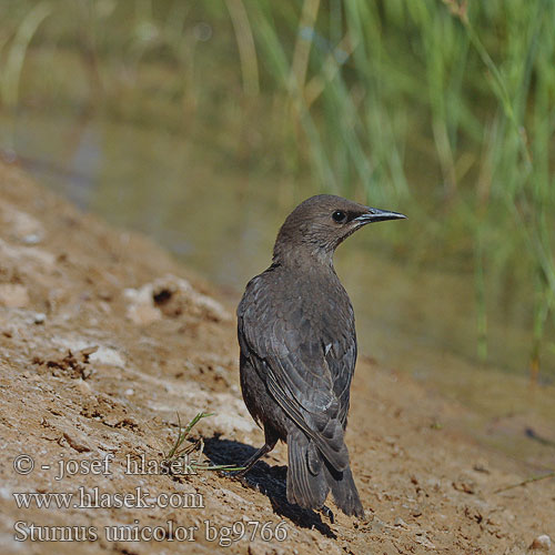 Sturnus unicolor bg9766