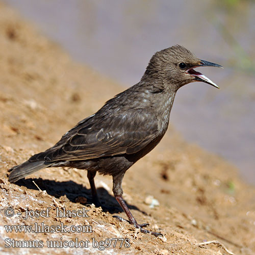 Sturnus unicolor bg9778