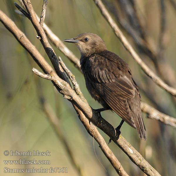 Sturnus unicolor fe7361