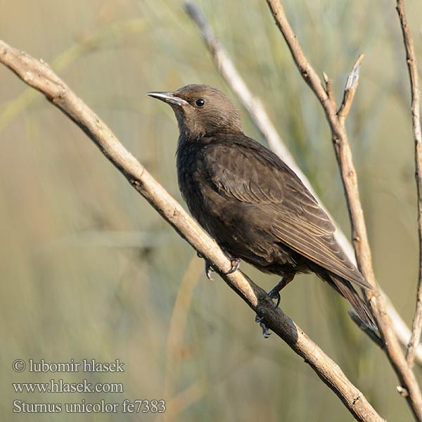 Sturnus unicolor fe7383