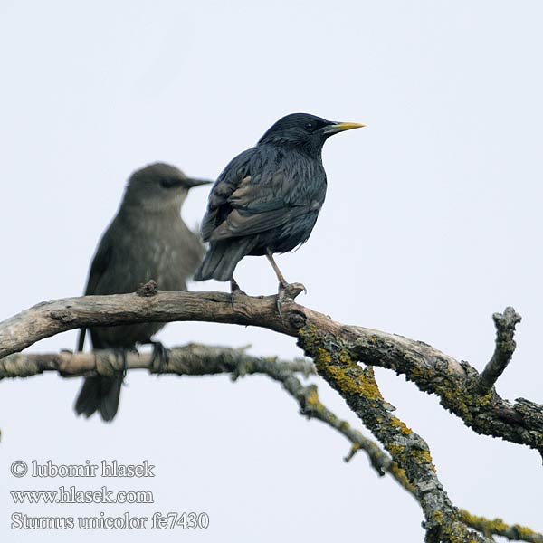 Sturnus unicolor fe7430