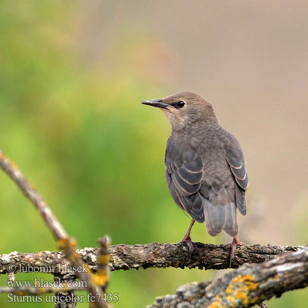 Sturnus unicolor fe7435