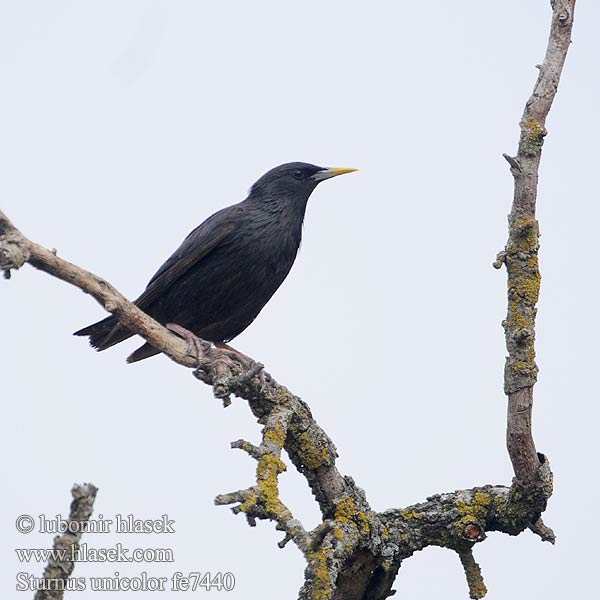 Sturnus unicolor fe7440