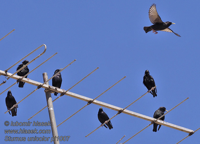 Sturnus unicolor