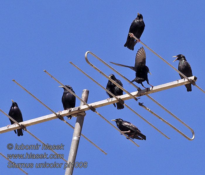 Sturnus unicolor