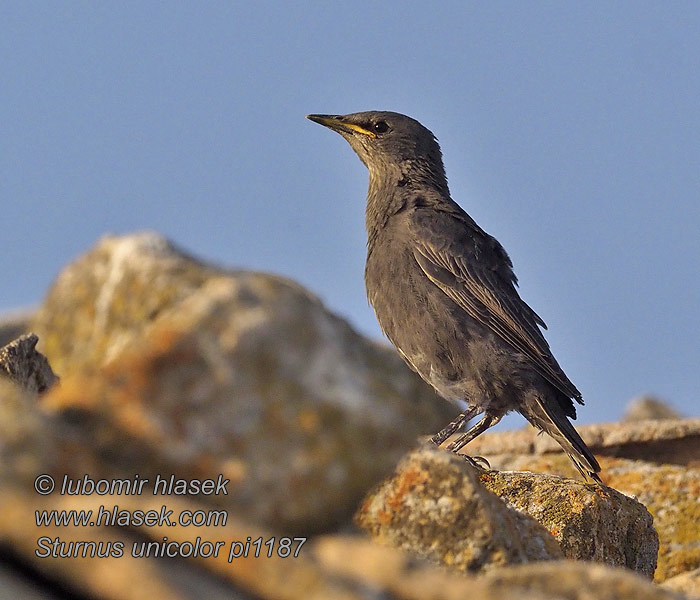 Sturnus unicolor