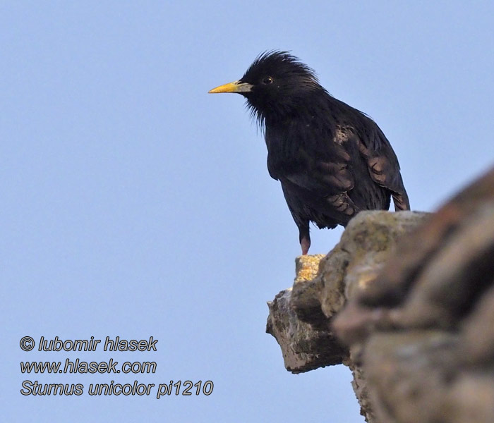 Sturnus unicolor