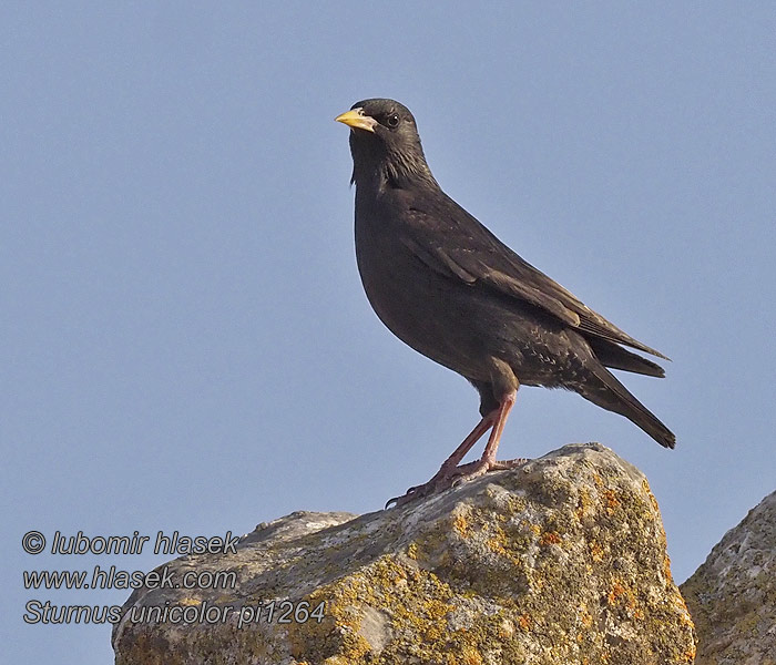 Sturnus unicolor