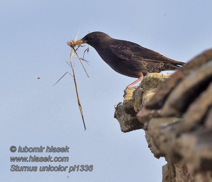 Sturnus unicolor