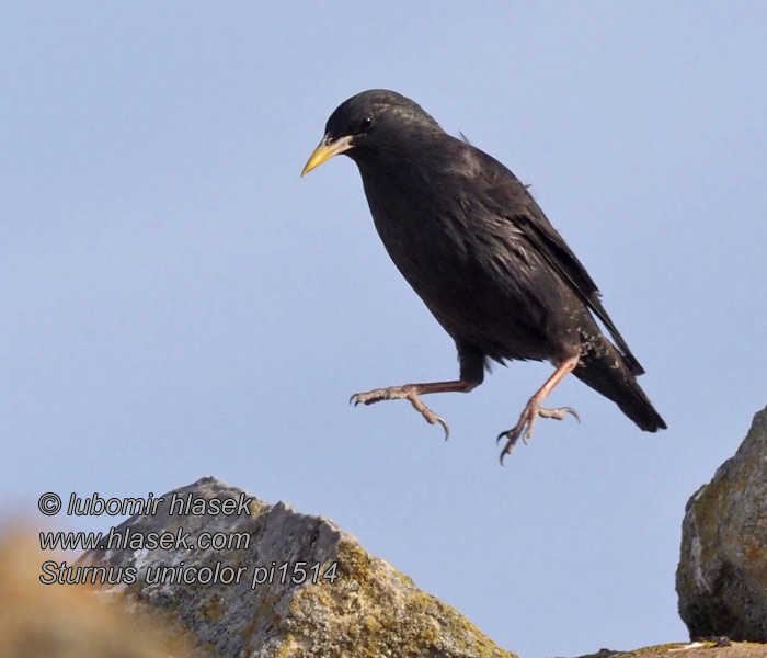 Sturnus unicolor