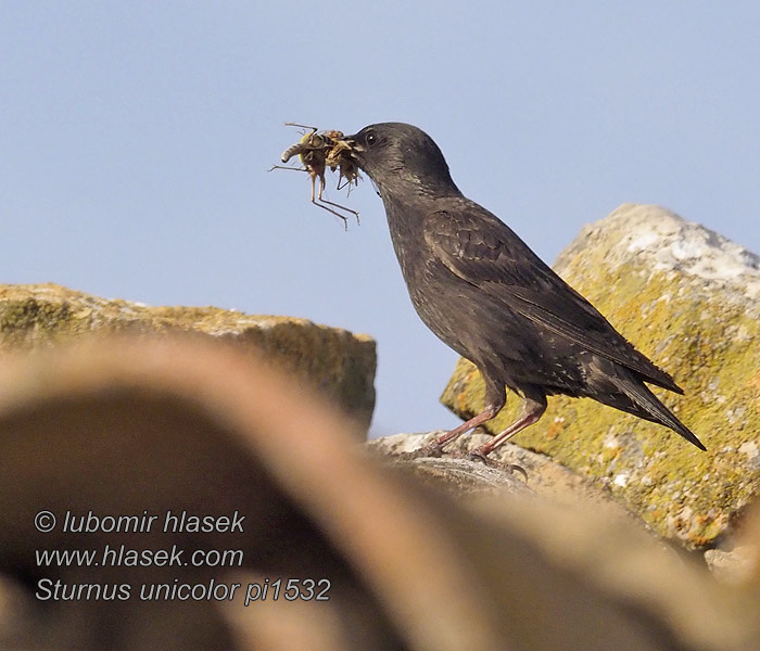 Sturnus unicolor