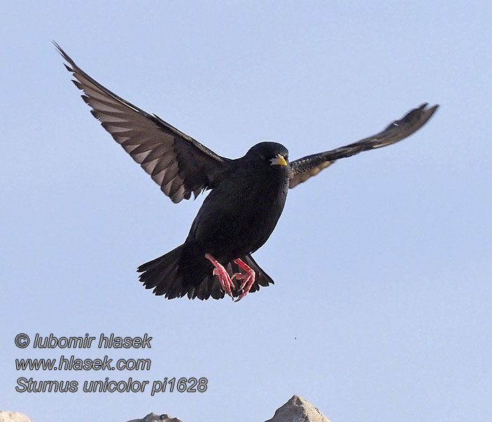 Sturnus unicolor
