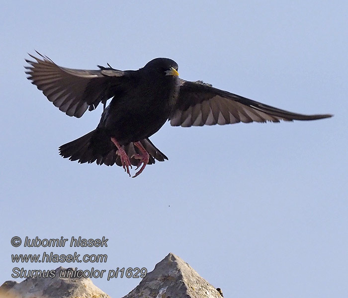 Sturnus unicolor