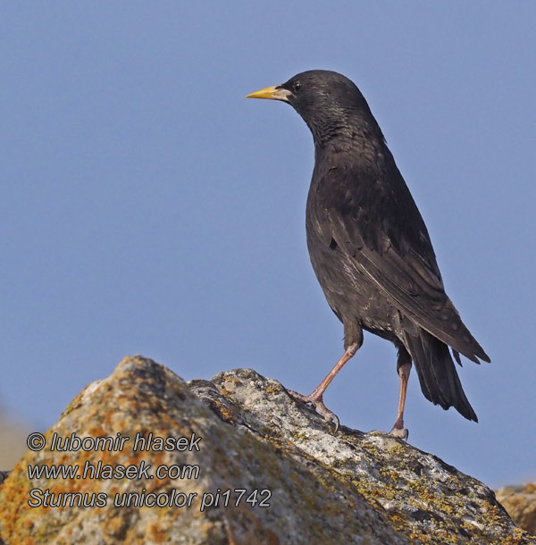 Sturnus unicolor