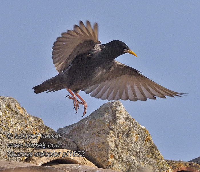 Sturnus unicolor