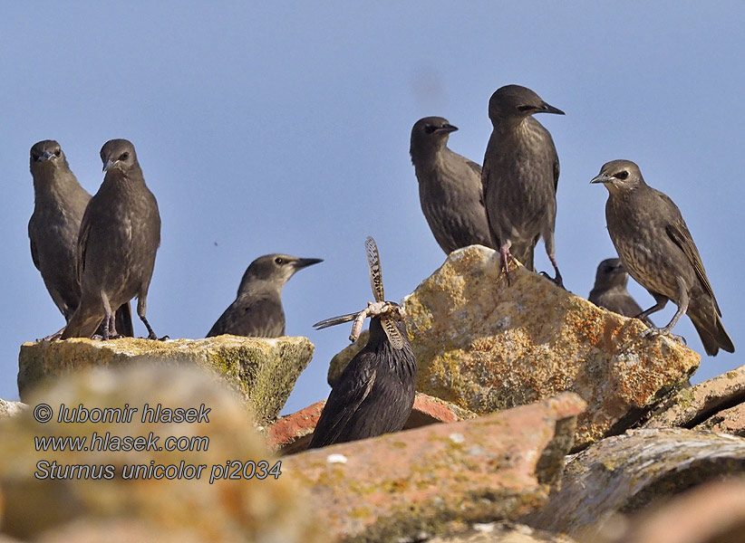 Sturnus unicolor