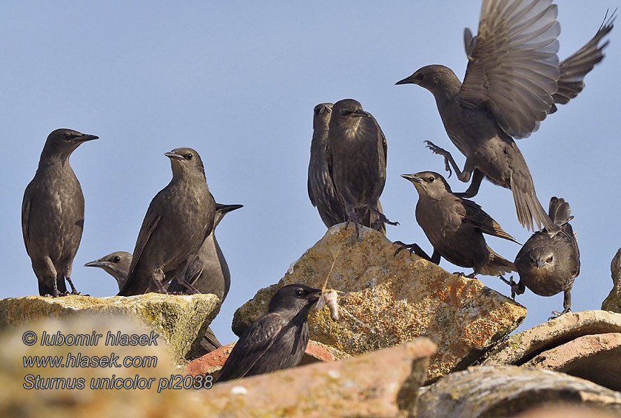 Sturnus unicolor