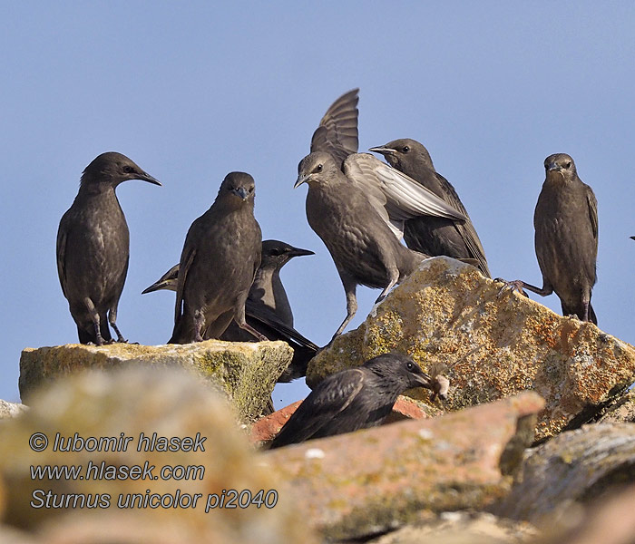 Sturnus unicolor