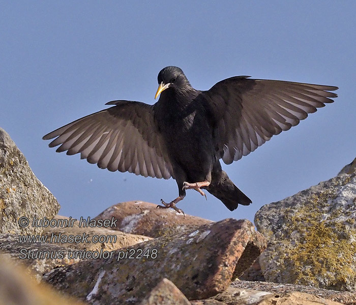 Sturnus unicolor