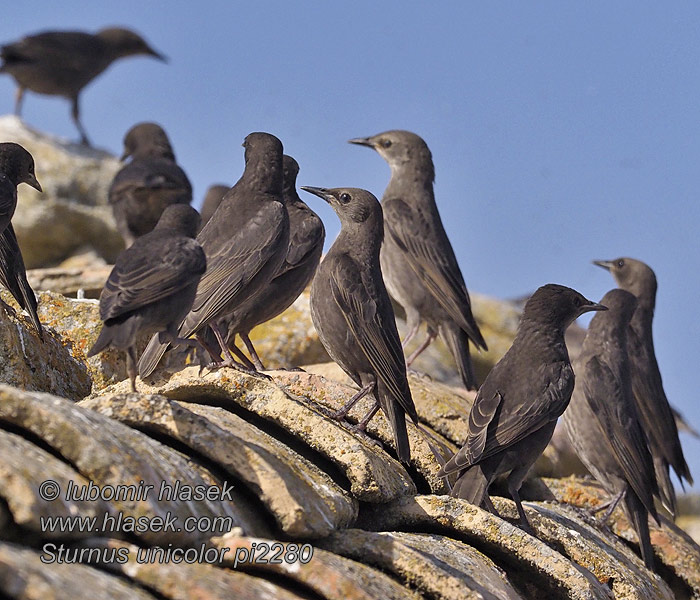 Sturnus unicolor