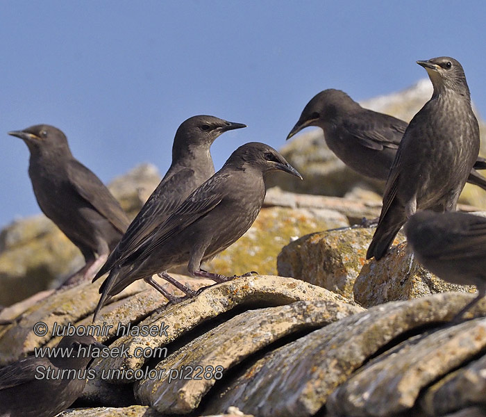 Sturnus unicolor