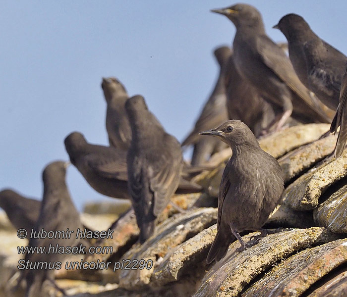 Sturnus unicolor