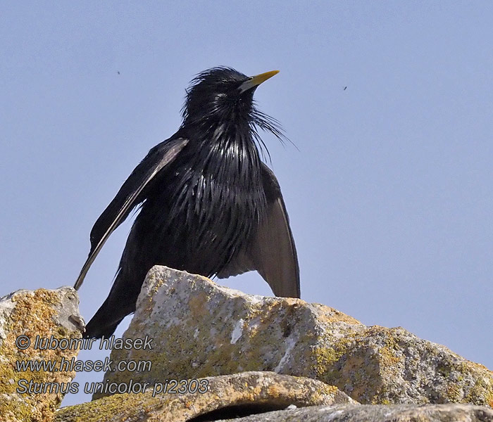 Sturnus unicolor