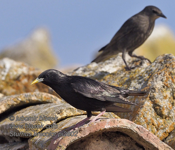 Sturnus unicolor