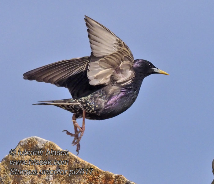 Sturnus unicolor